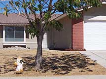 Home with dead lawn and rubble.