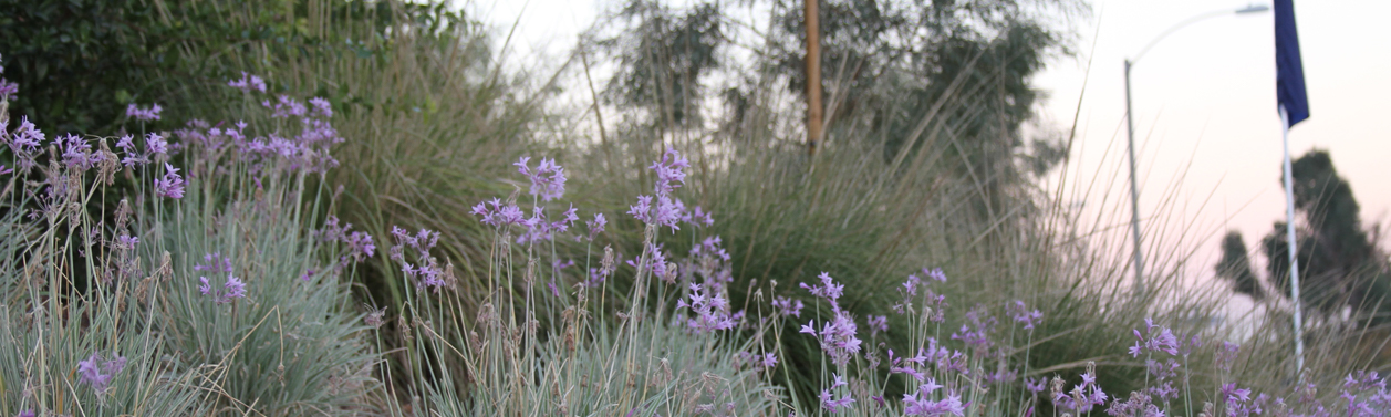 Open land near Rancho Belago